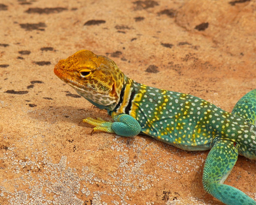 Verde lagarto amarelo, um conto extraordinário de Lygia Fagundes Telles