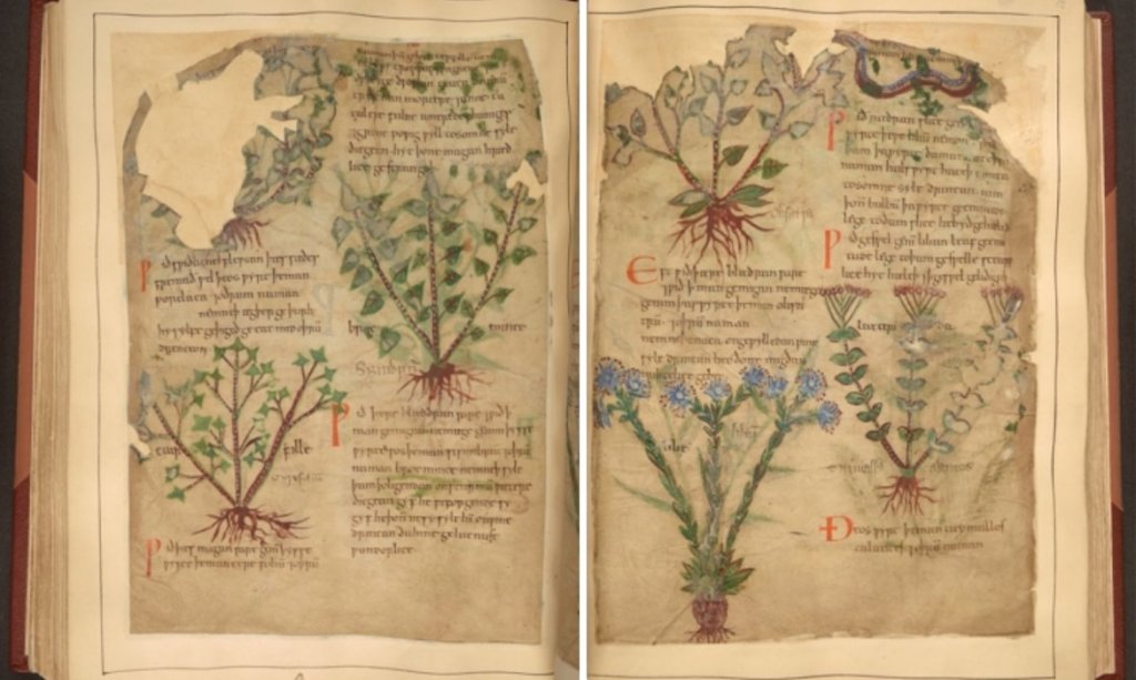revistaprosaversoearte.com - Escrito há 1000 anos, o manuscrito ilustrado de ervas medicinais é disponibilizado online