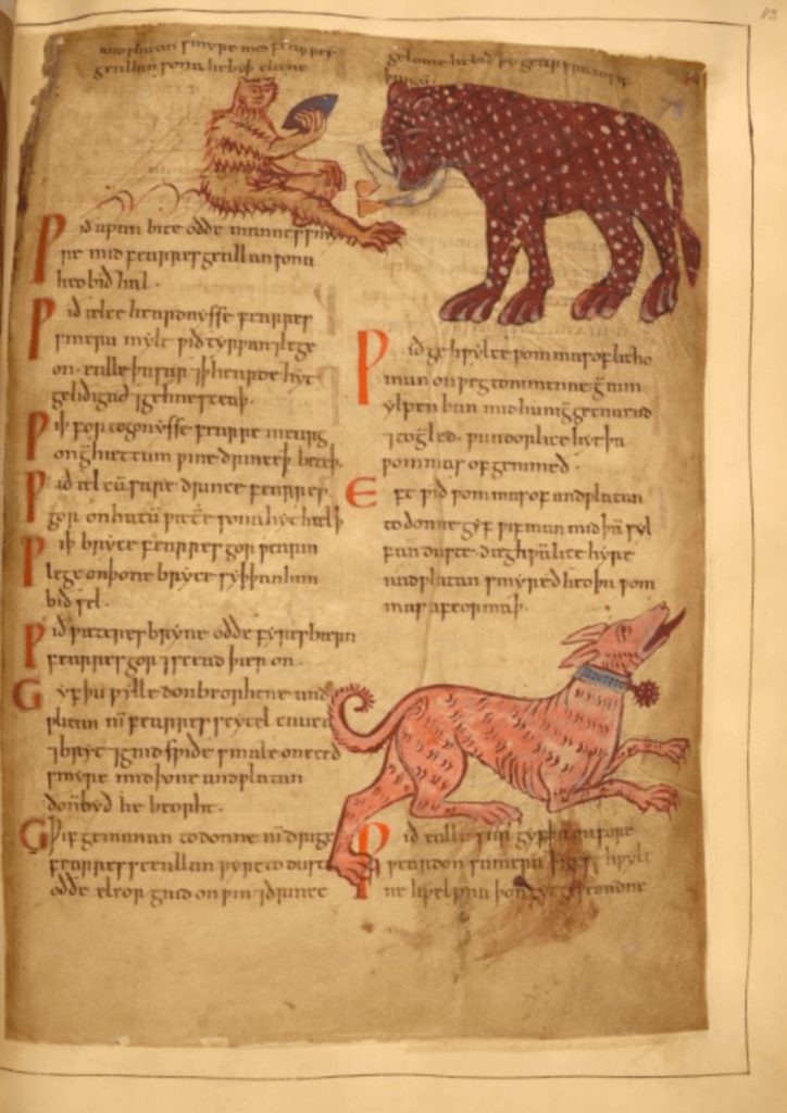 revistaprosaversoearte.com - Escrito há 1000 anos, o manuscrito ilustrado de ervas medicinais é disponibilizado online