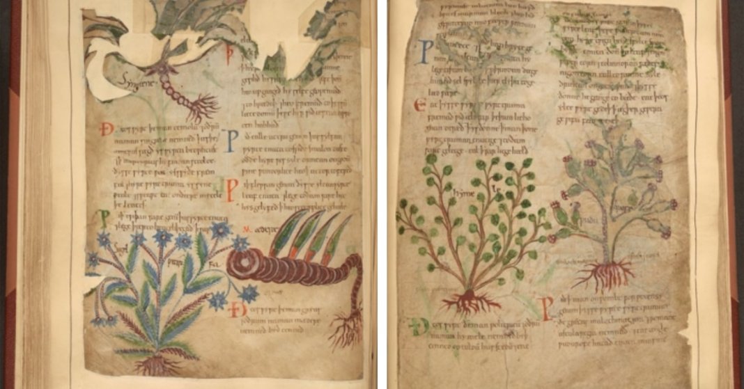 Escrito há 1000 anos, o manuscrito ilustrado de ervas medicinais é disponibilizado online