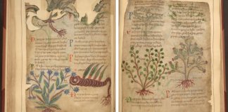 Escrito há 1000 anos, o manuscrito ilustrado de ervas medicinais é disponibilizado online