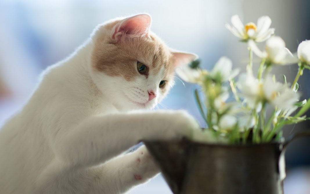 Perigo em casa: saiba quais plantas podem ser tóxicas para seu animal de estimação