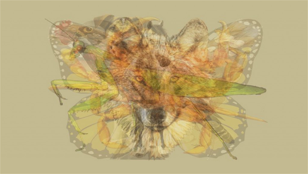 revistaprosaversoearte.com - O primeiro animal que voc&ecirc; v&ecirc; nesta imagem revela sua ess&ecirc;ncia humana