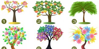 Escolha uma árvore e descubra os traços dominantes de sua personalidade