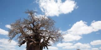 Os melhores locais do mundo para ver Baobás milenares (antes que desapareçam)
