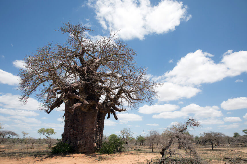 Os melhores locais do mundo para ver Baobás milenares (antes que desapareçam)