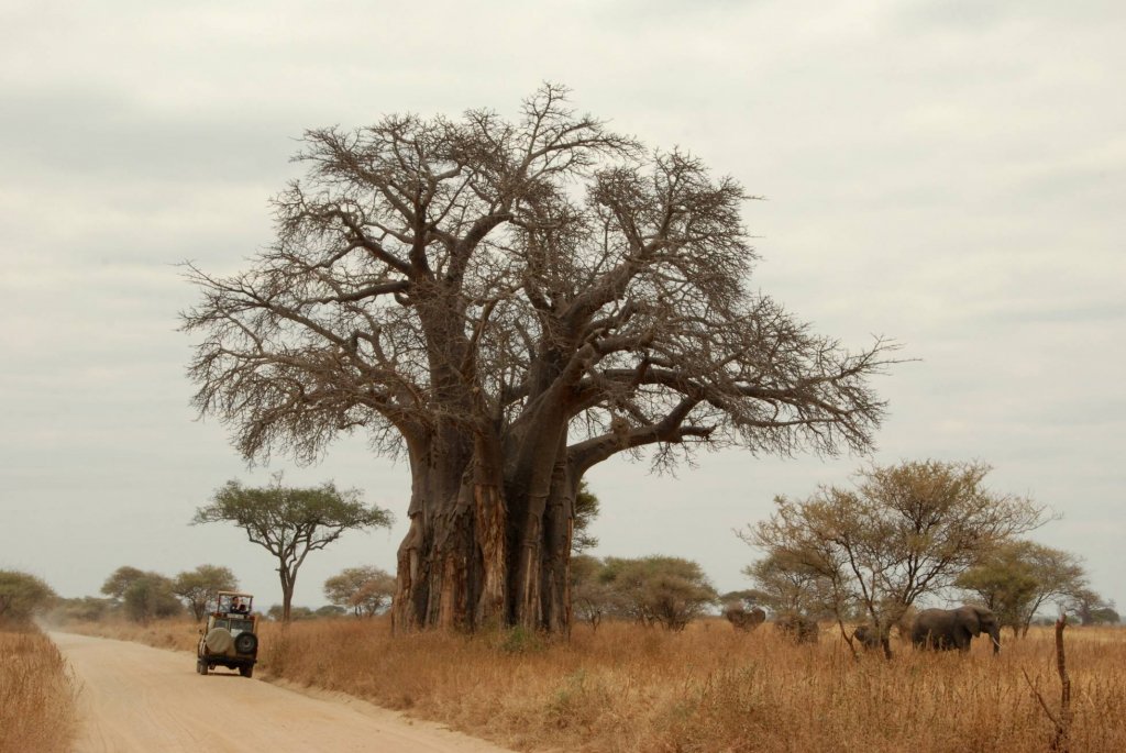 revistaprosaversoearte.com - Os melhores locais do mundo para ver Baobás milenares (antes que desapareçam)
