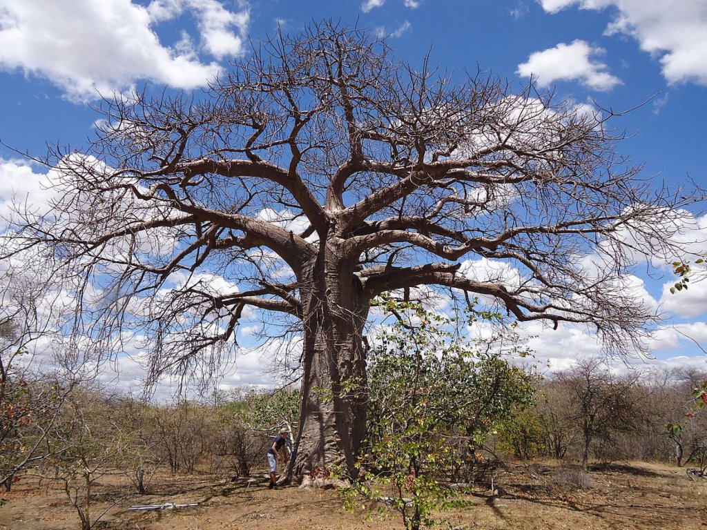 revistaprosaversoearte.com - Os melhores locais do mundo para ver Baobás milenares (antes que desapareçam)