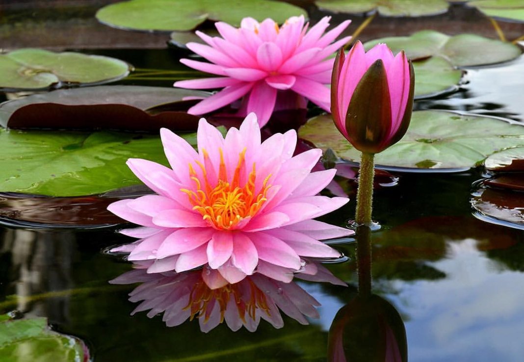 Seja como a Flor de Lótus: renasça a cada dia diante da adversidade!