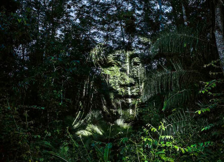 revistaprosaversoearte.com - Rostos de indígenas brasileiros foram projetados em árvores da Floresta Amazônica, e o resultado é belíssimo.