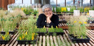 ‘As plantas estão estressadas, florescem em épocas que não deveriam’, diz botânica Joanne Chory
