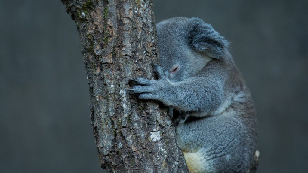revistaprosaversoearte.com - Cerca de 8 mil coalas podem ter sido mortos pelos incêndios florestais na Austrália