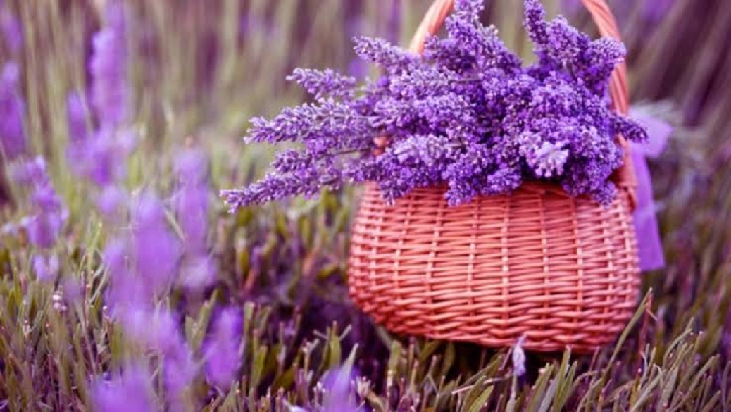 Conheça os benefícios e as propriedades terapêuticas da lavanda