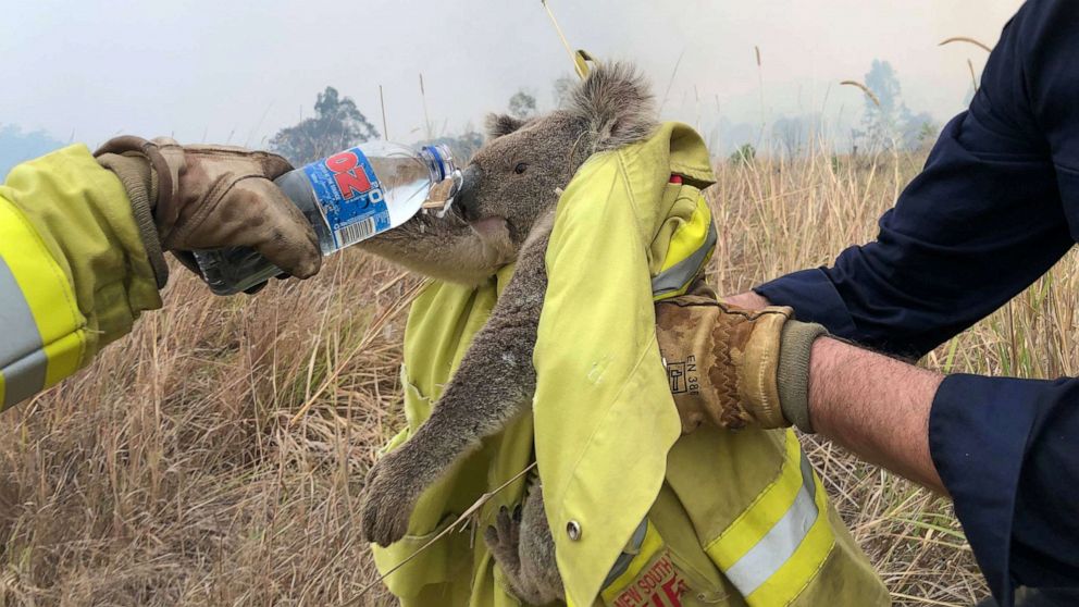 revistaprosaversoearte.com - Cerca de 8 mil coalas podem ter sido mortos pelos incêndios florestais na Austrália