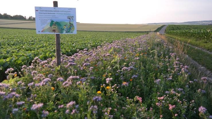 revistaprosaversoearte.com - Agricultores voltam ao método antigo: plantam flores silvestres para controlar pragas e substituir o uso de veneno