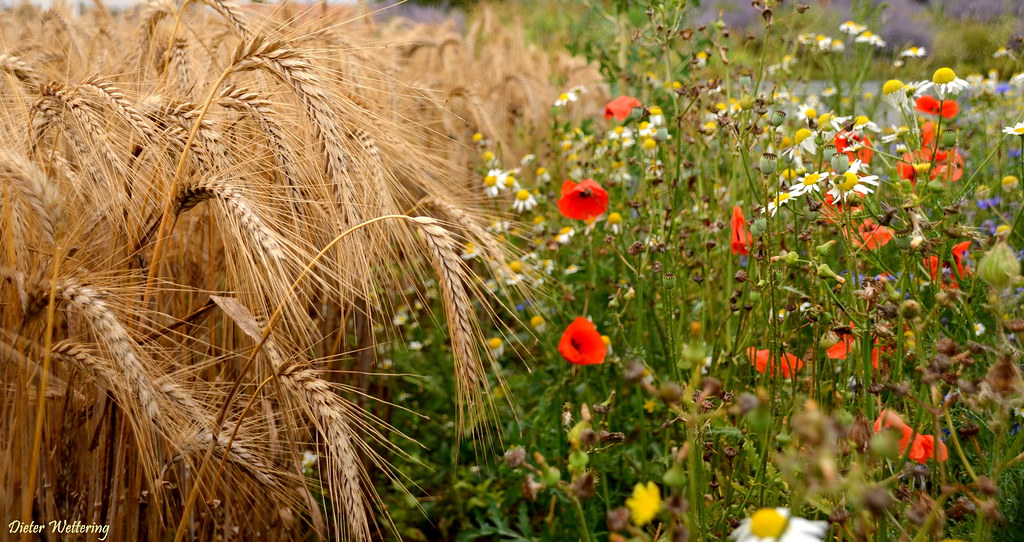 revistaprosaversoearte.com - Agricultores voltam ao método antigo: plantam flores silvestres para controlar pragas e substituir o uso de veneno