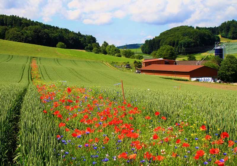 revistaprosaversoearte.com - Agricultores voltam ao método antigo: plantam flores silvestres para controlar pragas e substituir o uso de veneno