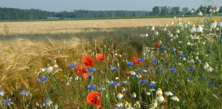 Agricultores voltam ao método antigo: plantam flores silvestres para controlar pragas e substituir o uso de veneno