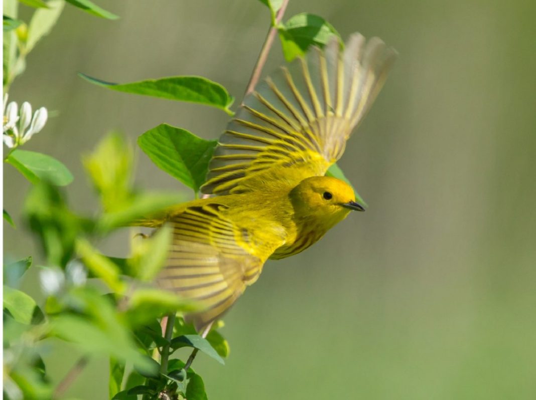 Em decisão histórica, Índia proíbe pássaros em gaiolas