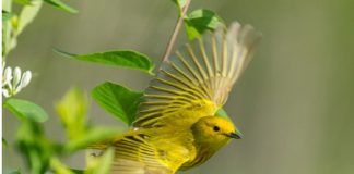 Em decisão histórica, Índia proíbe pássaros em gaiolas