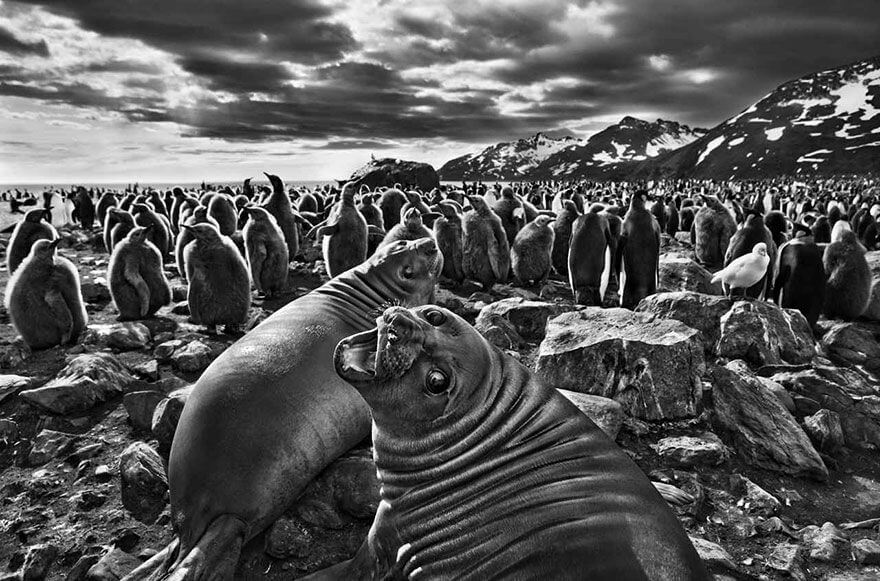 revistaprosaversoearte.com - Sebastião Salgado e a natureza intocada em 'Gênesis'