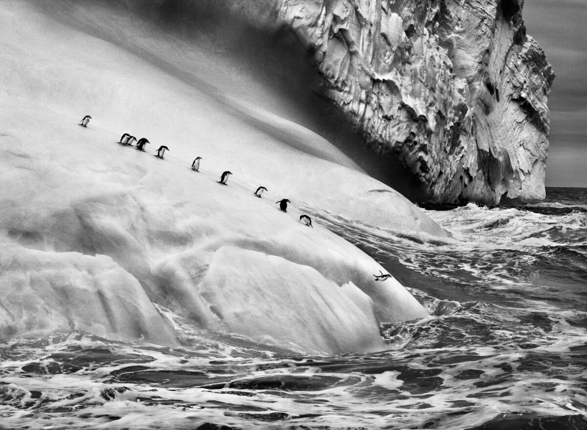 revistaprosaversoearte.com - Sebastião Salgado e a natureza intocada em 'Gênesis'