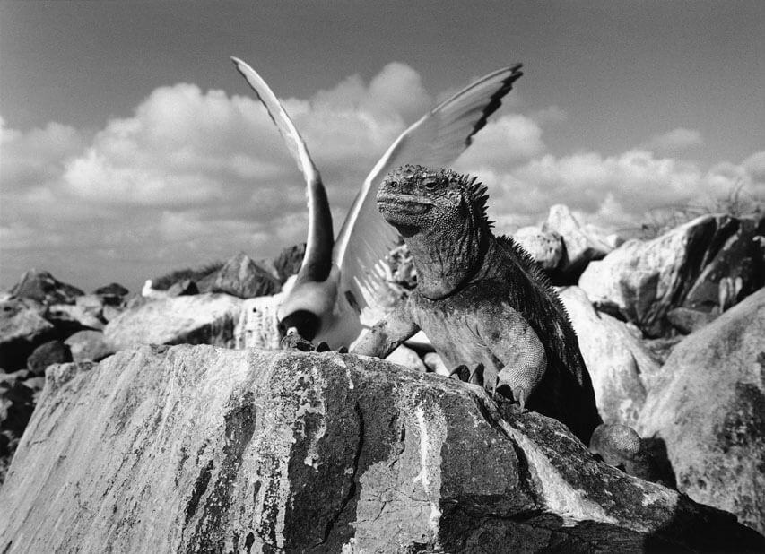 revistaprosaversoearte.com - Sebastião Salgado e a natureza intocada em 'Gênesis'