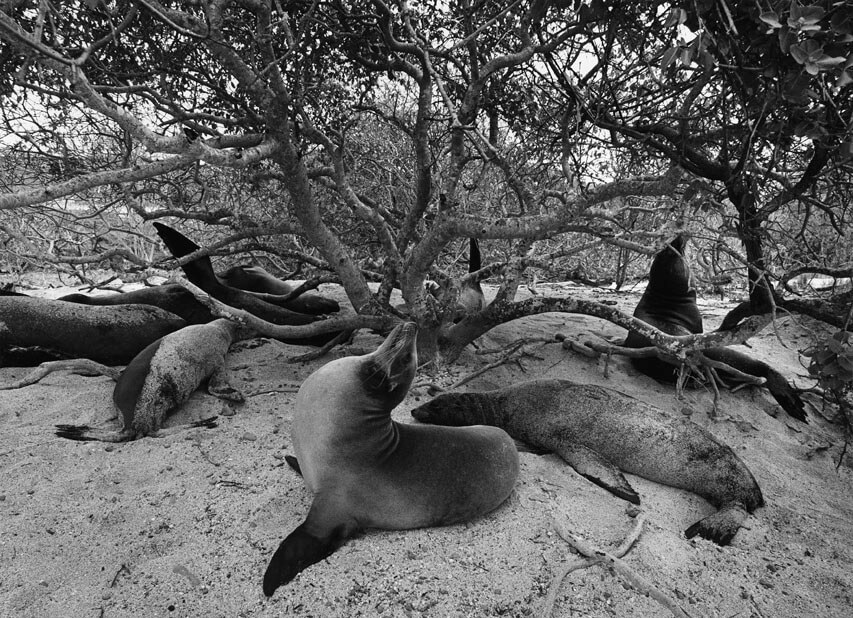 revistaprosaversoearte.com - Sebastião Salgado e a natureza intocada em 'Gênesis'