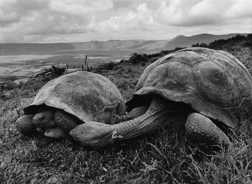 revistaprosaversoearte.com - Sebastião Salgado e a natureza intocada em 'Gênesis'