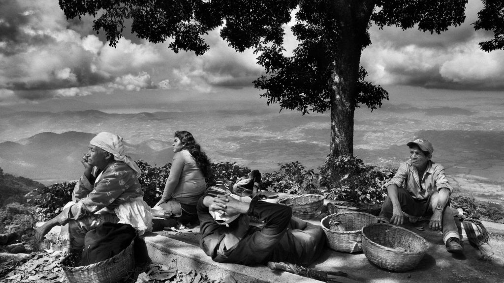 revistaprosaversoearte.com - Sebastião Salgado: Perfume de sonho - uma viagem ao mundo do café