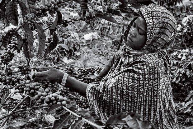 revistaprosaversoearte.com - Sebastião Salgado: Perfume de sonho - uma viagem ao mundo do café