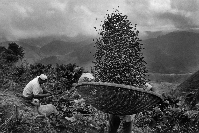 revistaprosaversoearte.com - Sebastião Salgado: Perfume de sonho - uma viagem ao mundo do café