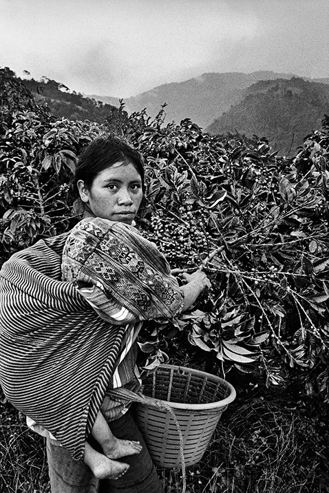 revistaprosaversoearte.com - Sebastião Salgado: Perfume de sonho - uma viagem ao mundo do café