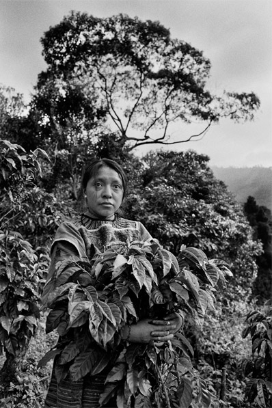 revistaprosaversoearte.com - Sebastião Salgado: Perfume de sonho - uma viagem ao mundo do café