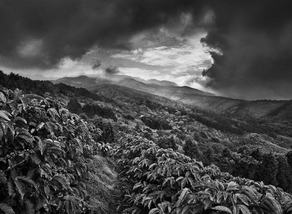 revistaprosaversoearte.com - Sebastião Salgado: Perfume de sonho - uma viagem ao mundo do café