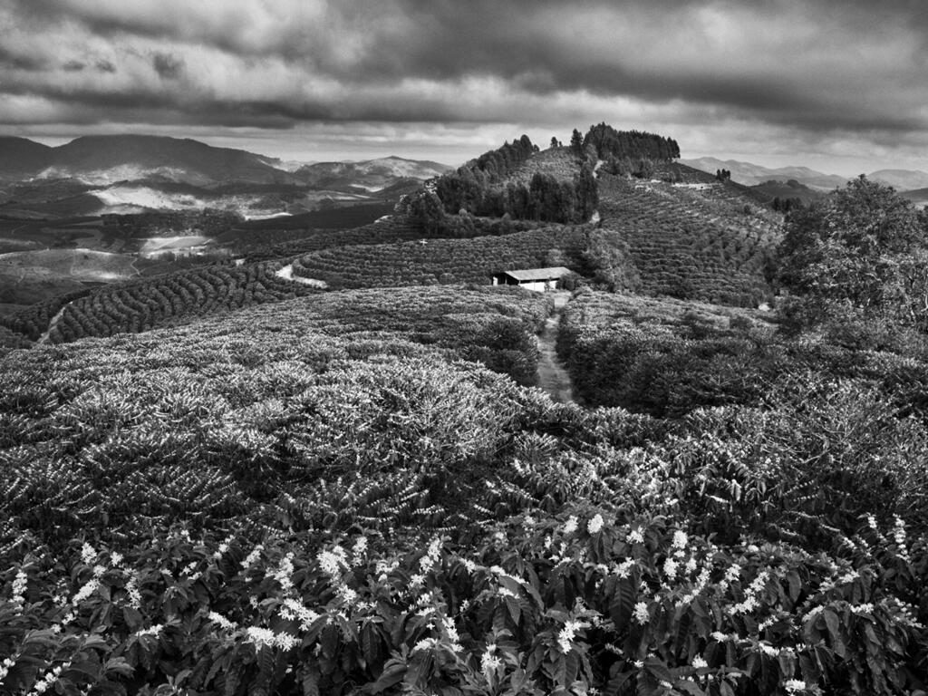 revistaprosaversoearte.com - Sebastião Salgado: Perfume de sonho - uma viagem ao mundo do café