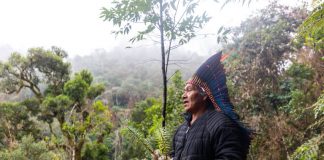 Projeto de indígenas planta araucárias em Santa Catarina