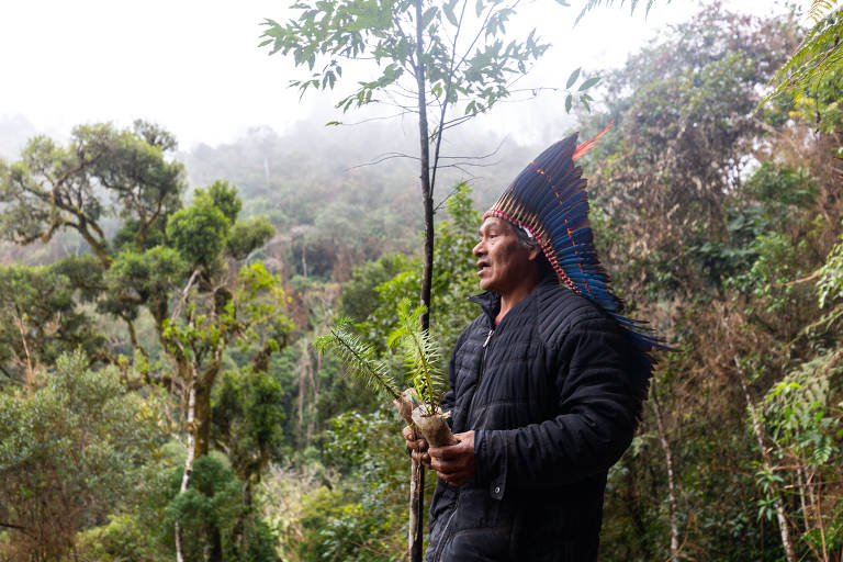 Projeto de indígenas planta araucárias em Santa Catarina