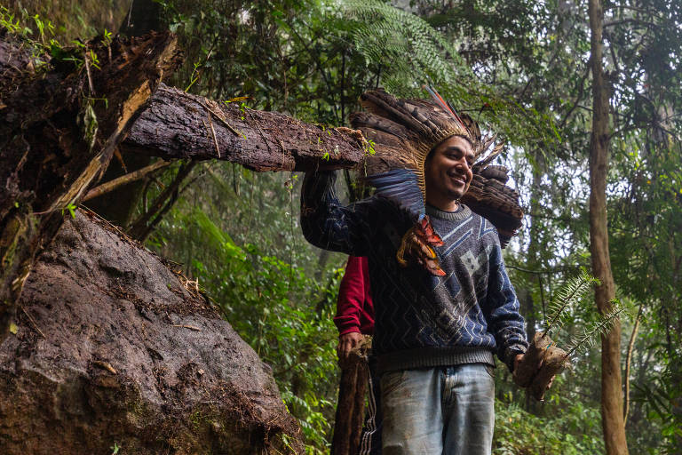 revistaprosaversoearte.com - Projeto de indígenas planta araucárias em Santa Catarina