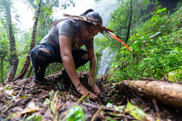 revistaprosaversoearte.com - Projeto de indígenas planta araucárias em Santa Catarina