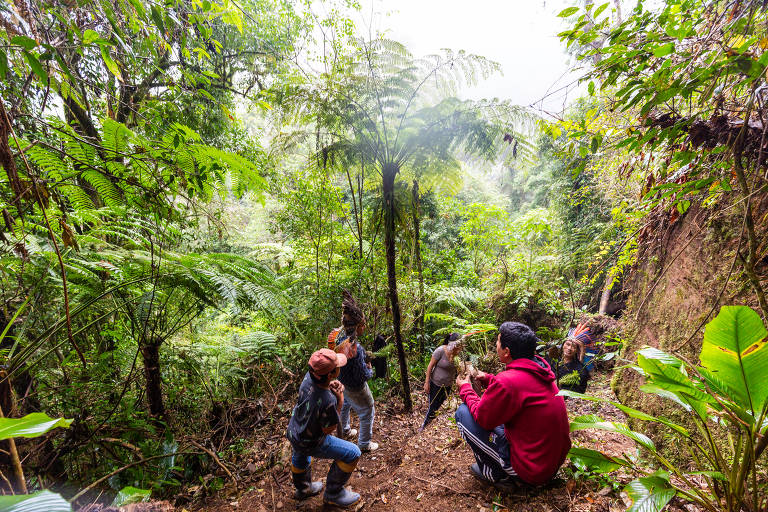 revistaprosaversoearte.com - Projeto de indígenas planta araucárias em Santa Catarina