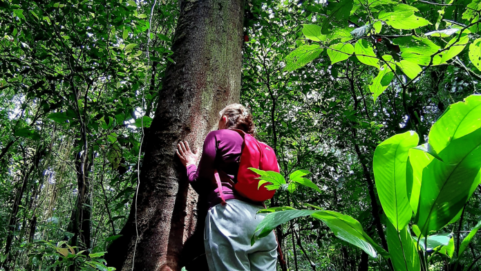 ‘Banho de floresta’: como passar mais tempo na natureza pode ajudar a curar a solidão