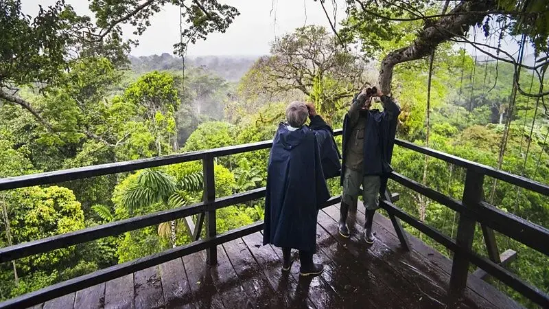 'Banho de floresta': como passar mais tempo na natureza pode ajudar a curar a solidão revistaprosaversoearte.com - 'Banho de floresta': como passar mais tempo na natureza pode ajudar a curar a solidão