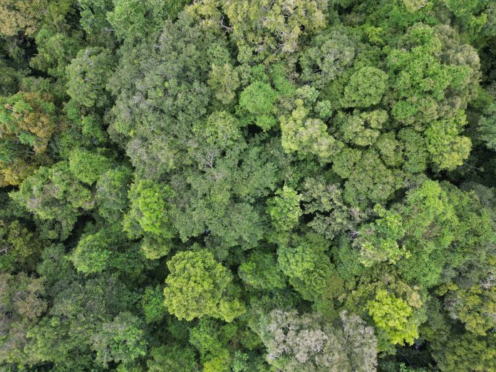 UFSC estuda caminho da chuva na Floresta Amazônica para entender mudanças climáticas