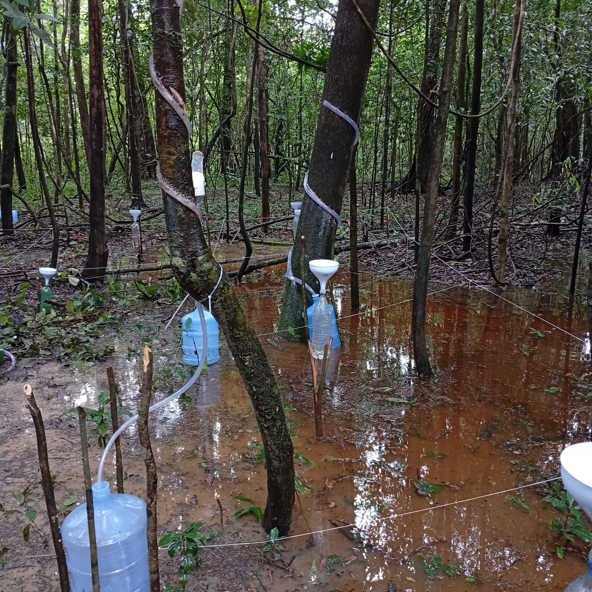 UFSC estuda caminho da chuva na Floresta Amazônica para entender mudanças climáticas revistaprosaversoearte.com - UFSC estuda caminho da chuva na Floresta Amazônica para entender mudanças climáticas
