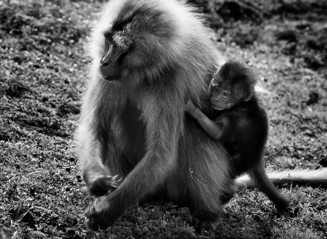 Seguindo os passos da rainha de Sabá, por Sebastião Salgado revistaprosaversoearte.com - Seguindo os passos da rainha de Sabá, por Sebastião Salgado