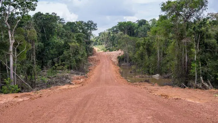 revistaprosaversoearte.com - Como a degradação da Amazônia aumenta o risco de novas pandemias