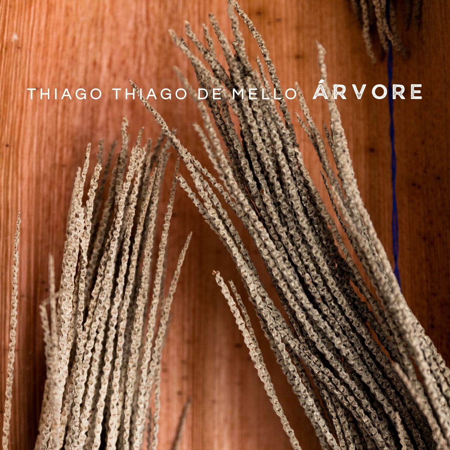 Thiago Thiago De Mello lança single 'Árvore' revistaprosaversoearte.com - Thiago Thiago De Mello lança single 'Árvore'