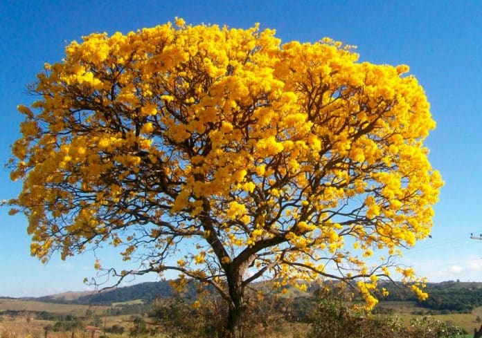 O esplendor dos Ipês, por Paulo Baía
