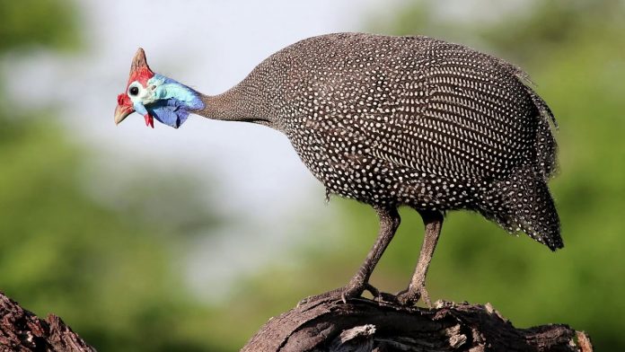 Galinha d’Angola: o canto que une o tempo, por Paulo Baía